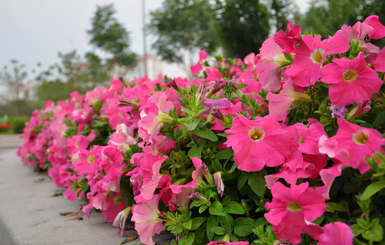公园路边植物图片,路边的小植物有哪些