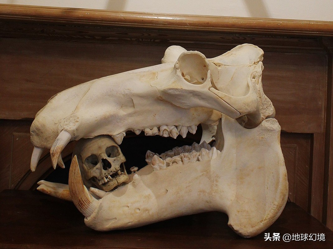 世界上最奇怪最大最恐怖的蛇图片,世界上十大恐怖诡异蛇