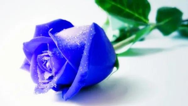 玫瑰花的浪漫花语是什么,七朵玫瑰花的花语