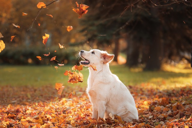 乡土散文消失的村庄,乡土散文朗诵