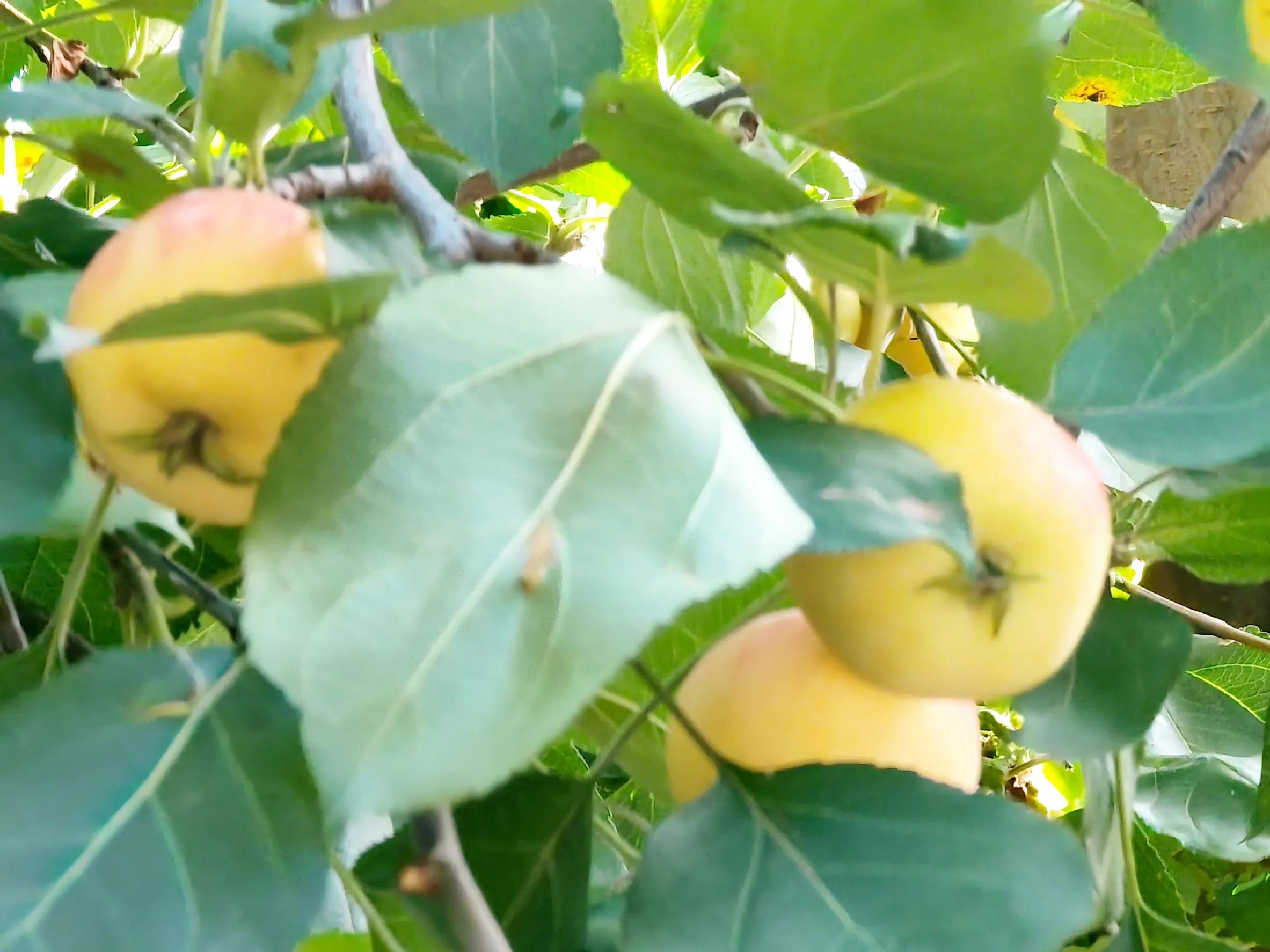 沙果——割不断的乡愁之五