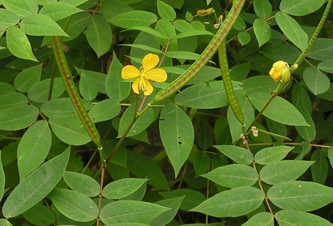 蛇会怕什么？这种东西只要沾上一点，蛇就会毙命，不敢钻进家里来