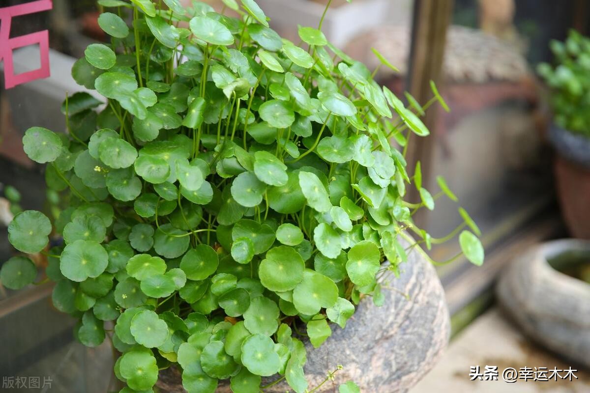 招财旺宅盆栽鸿运当头,绿植鸿运当头最宜摆放在什么位置