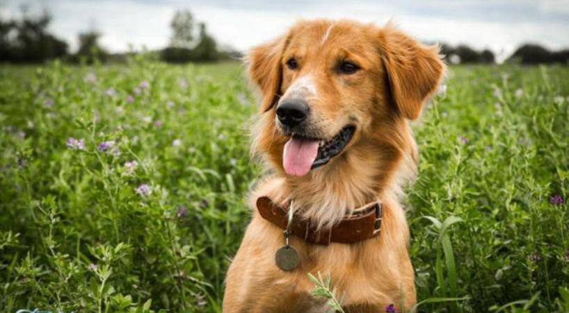 无条件的爱的意义,球王贝利这个故事告诉我们什么