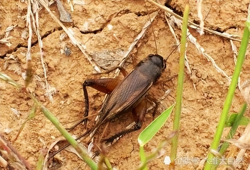 丛林探险美食大全,真正的丛林美食有哪些
