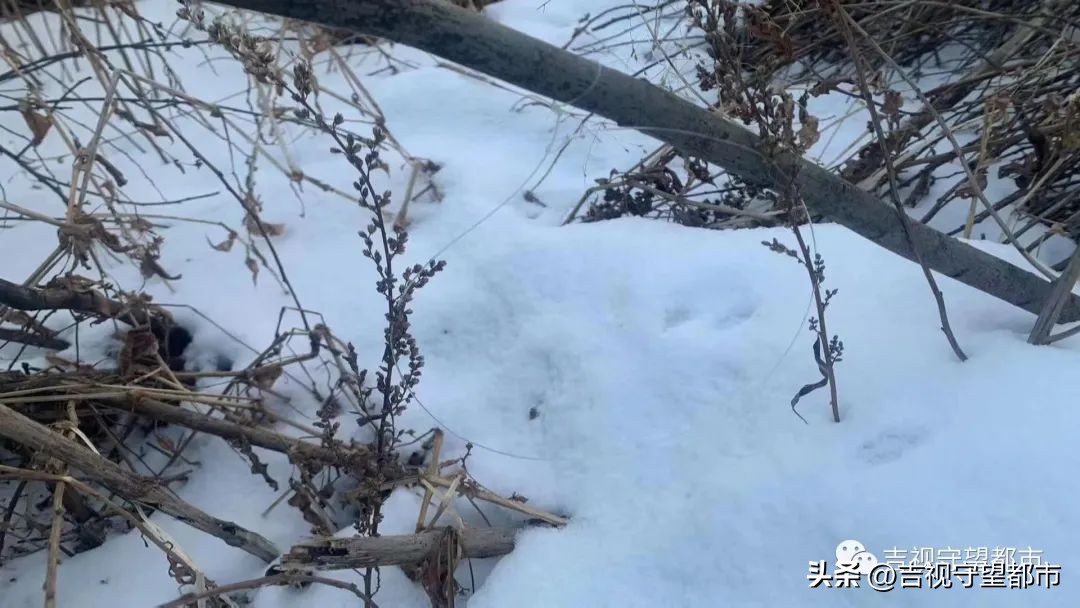 上山套野鸡，“三有动物”当年货？