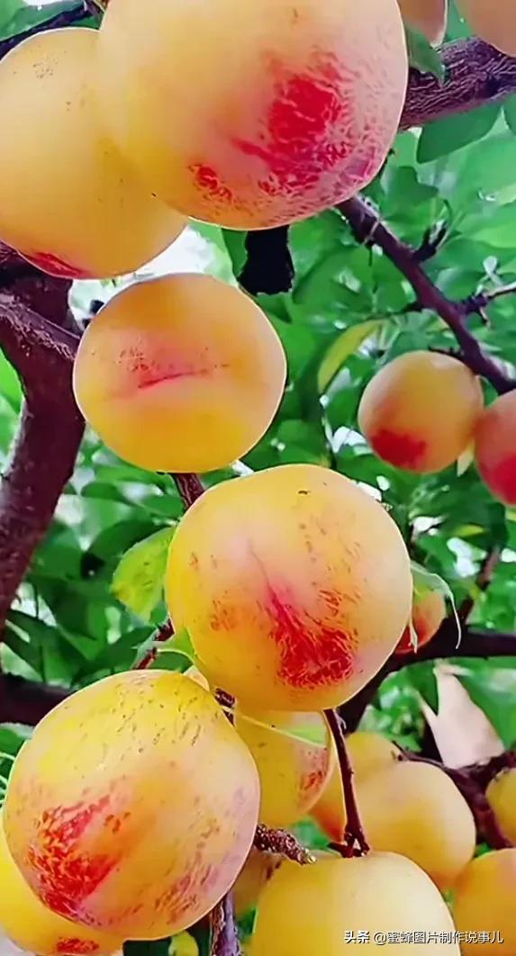 壁纸图片水果清新,丰收的水果高清图片壁纸