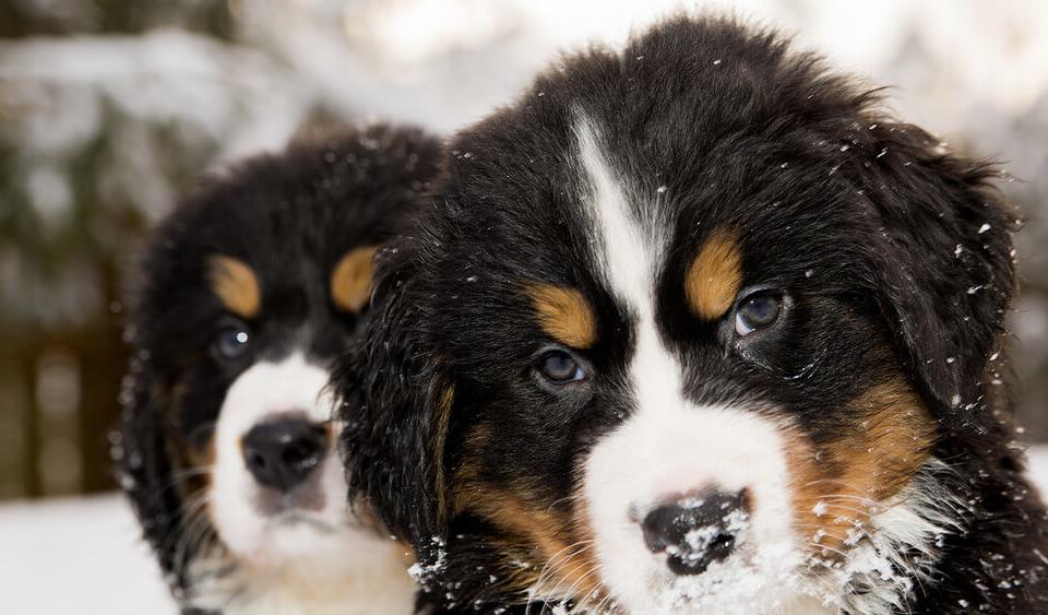 狗狗寿命最短排行榜,寿命比较长的狗狗有哪些