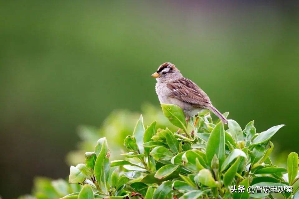 百年品牌松下产品和价格双双虚假宣传，被行政处罚引发用户震惊