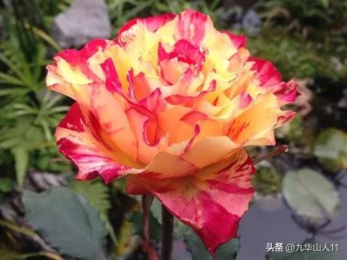 微型月季品种价格是多少 (微型月季品种有哪些)