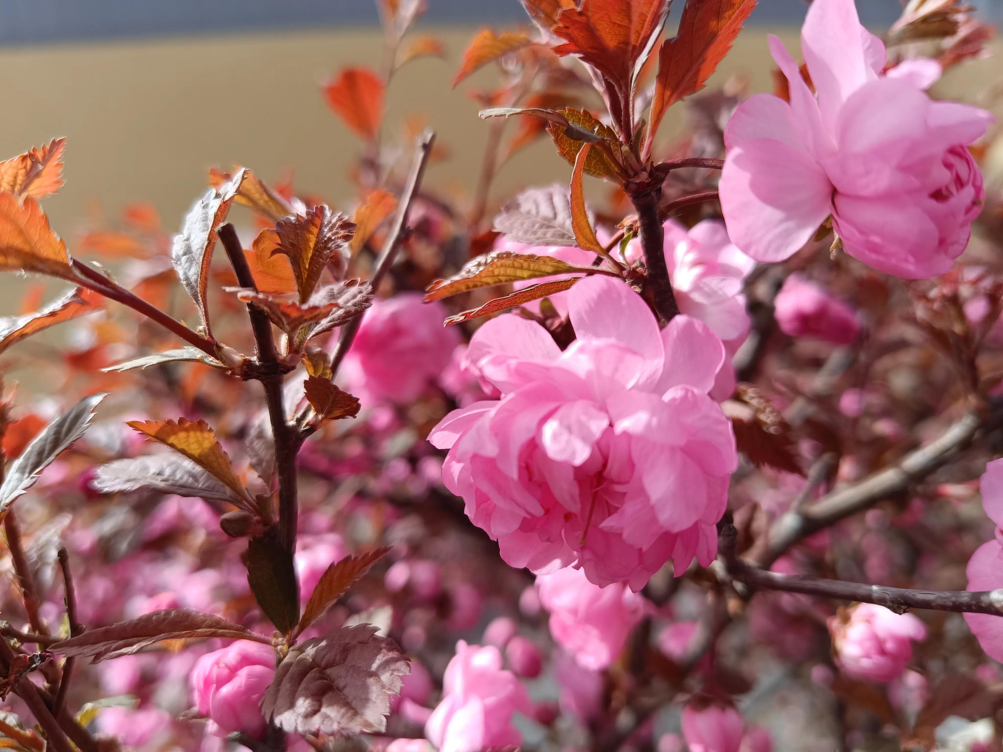 “好花不上老人头”，是啥意思？