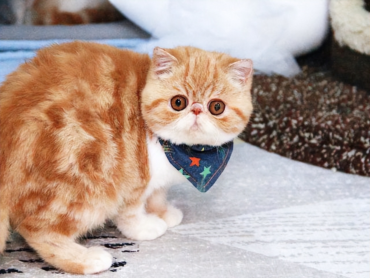 养猫一时爽撸猫火葬场,买猫一时爽养猫火葬场