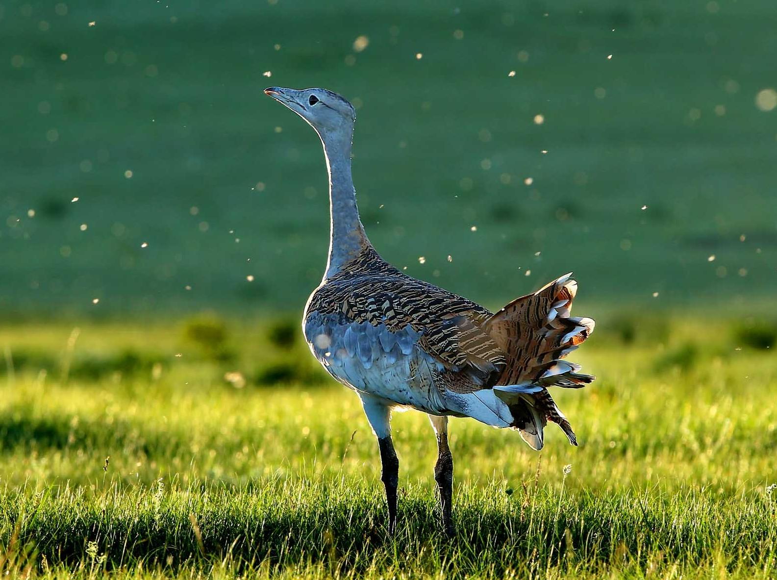 为何*楼青**老板娘叫*鸨老**？鸨能和所有鸟交配，真的是“万鸟之妻”？