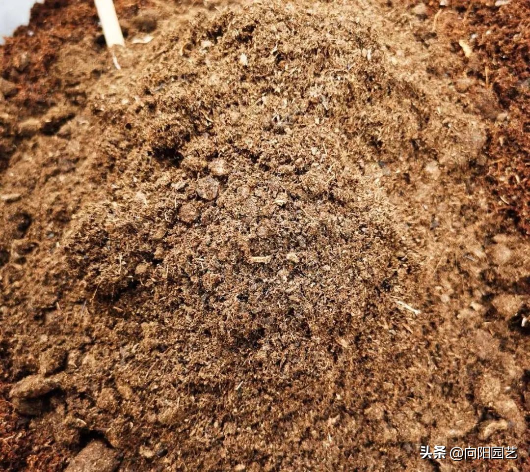 椰糠贵吗,椰糠土价格