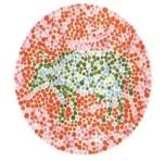 色盲和色弱看到的世界,蓝绿色盲看到的世界