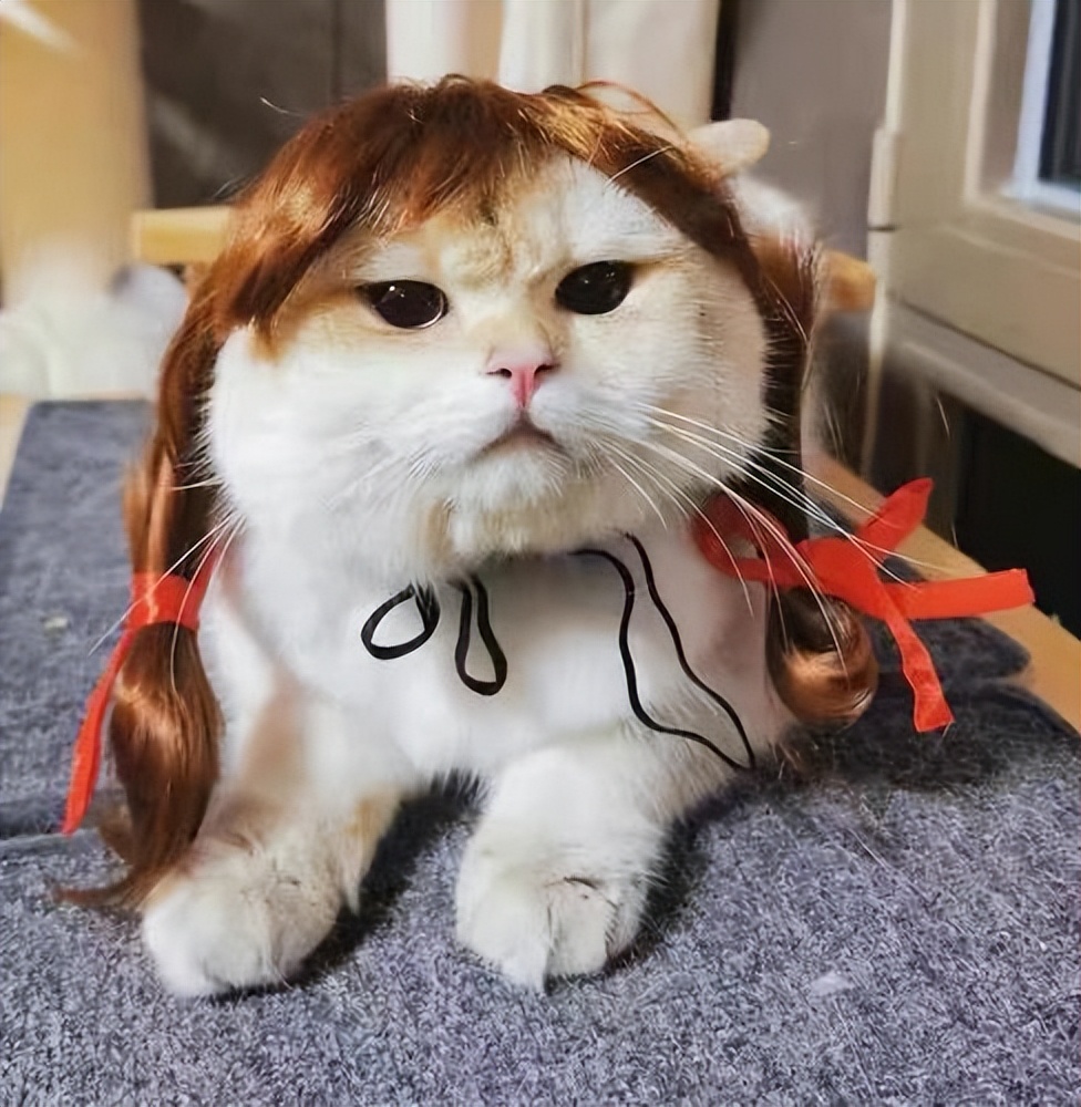 一组猫咪的迷惑行为图片,那些可爱到爆的猫咪照片