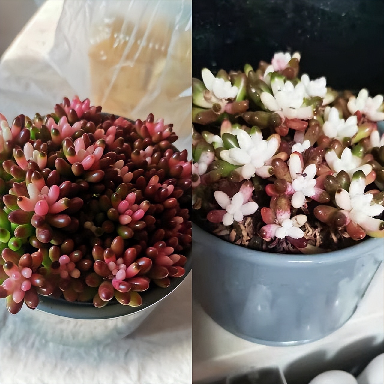 多肉不怕冷的办法,多肉怕冷吗冬天多肉怎么养