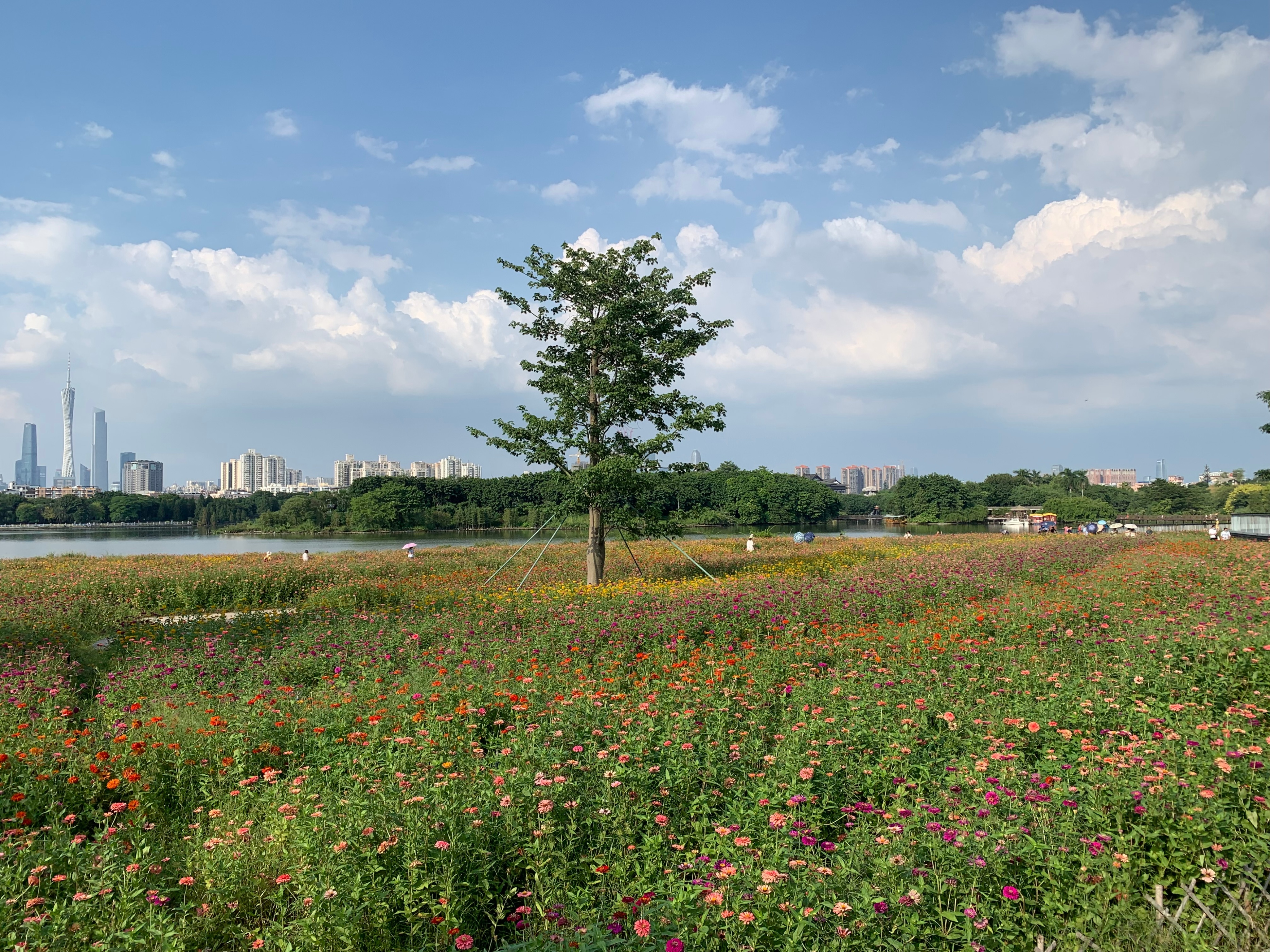 广州国庆假期一日游:南肾海珠湖国家湿地公园的最佳旅游攻略