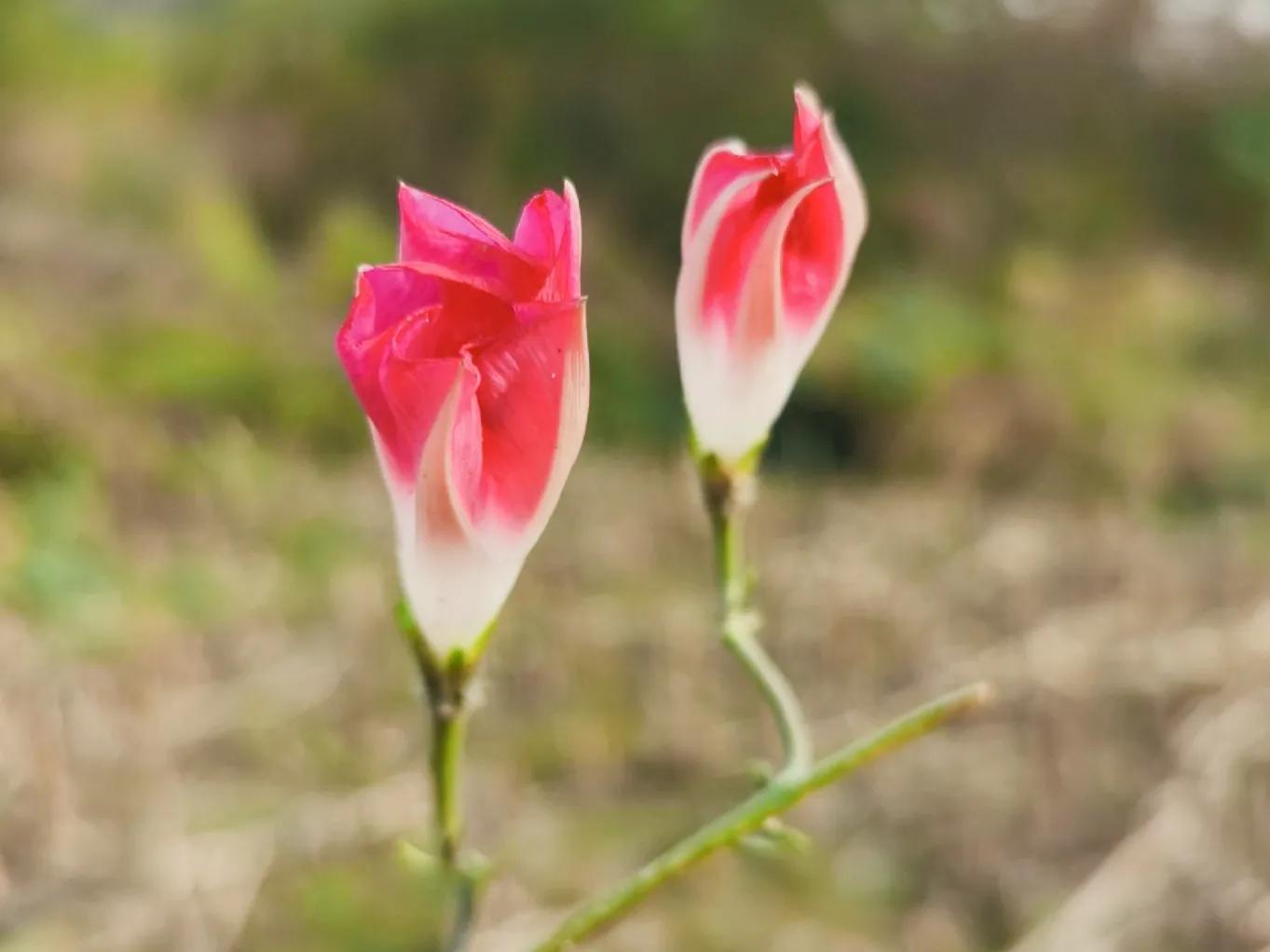 春夏之交，越来越多的花含苞欲放，这一百种娇媚蓓蕾真是美不胜收