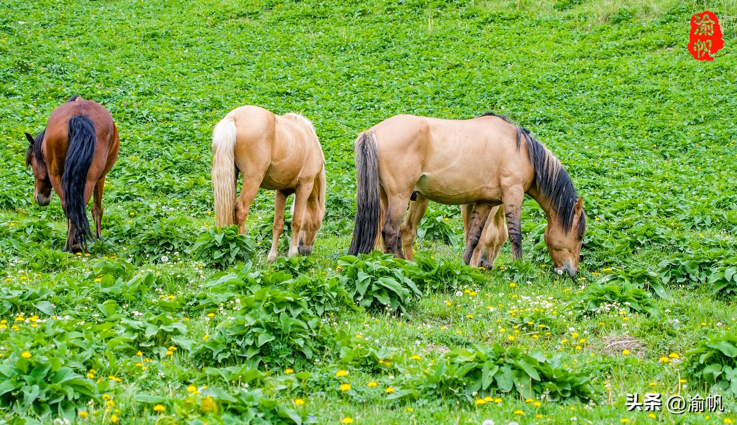 天山下的那拉提,陶渊明笔下世外桃源的美景