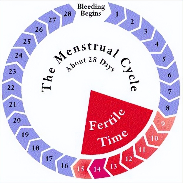 子宫内膜与妊娠,子宫内膜避孕器取出手术需要多久