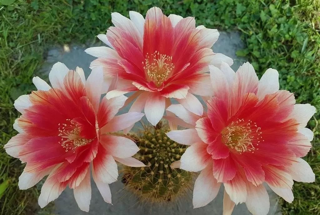 200种·仙人球开花图鉴，大开眼界，美到爆