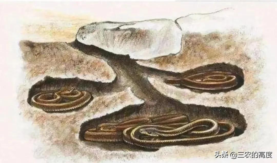 所有蛇不一定是毒蛇需要远离吗,蛇类中最为胆小的蛇