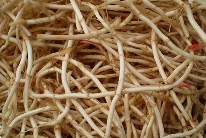 鱼腥草为什么要叫害人草,鱼腥草是害人草还是养生草