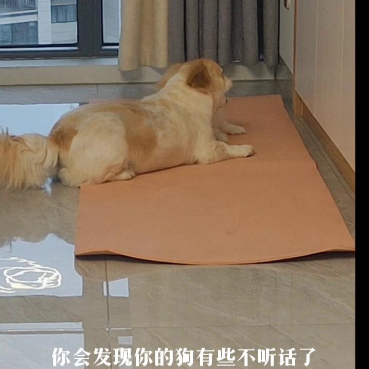 记录傻狗的美好生活,热爱生活开心有趣努力善良图片