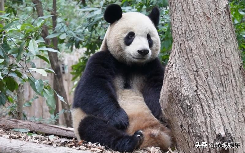 熊猫天团四喜丸子,熊猫四喜丸子和韭菜花叶