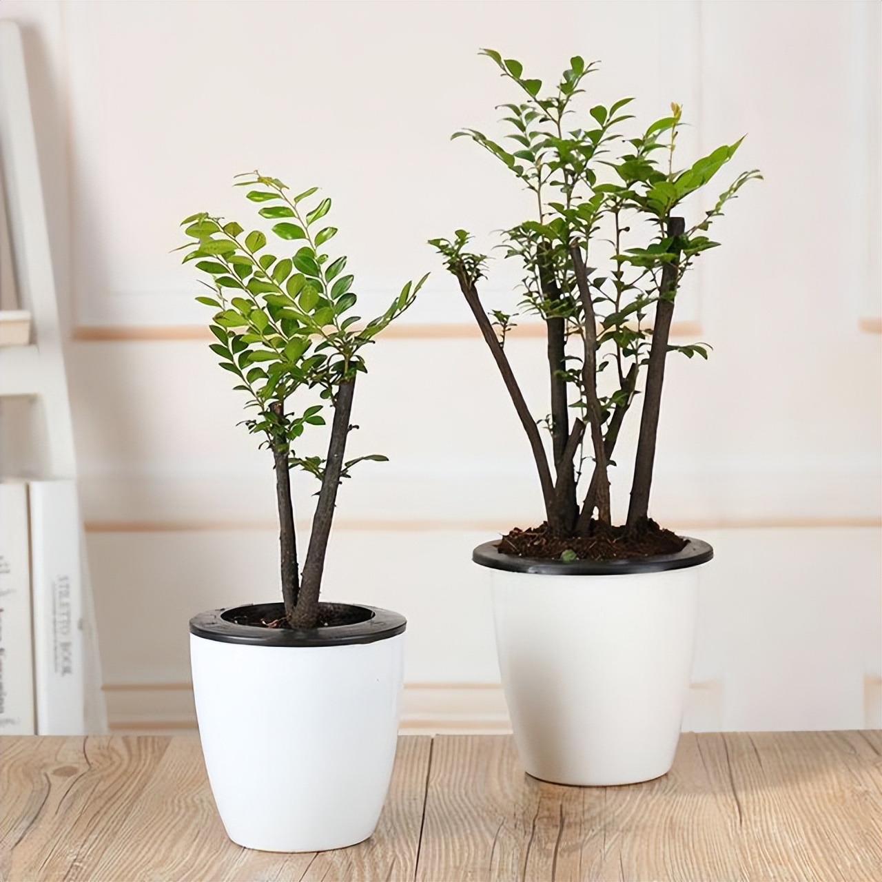 小叶紫檀木头驱虫方法,小叶紫檀怎么养护才能养得好