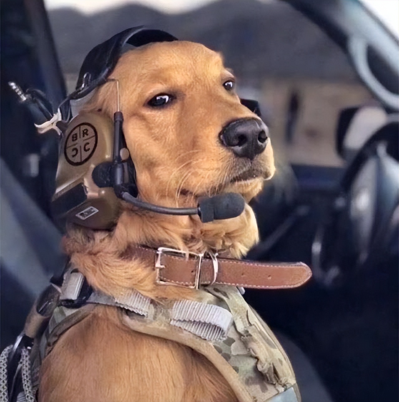 金毛好养还是拉布拉多好养,金毛好养还是柯基好养