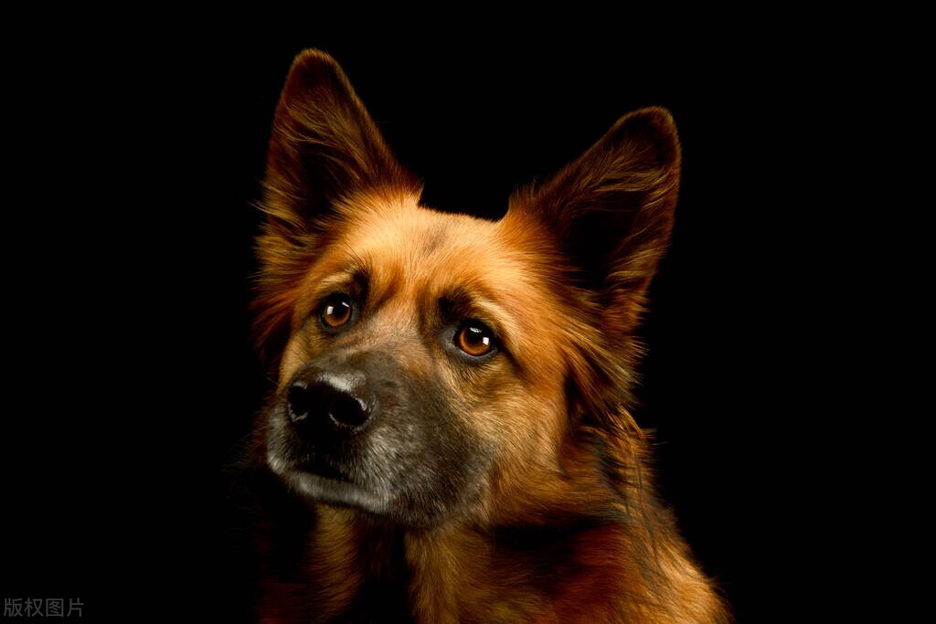 狗狗患癌死亡,狗狗得癌症的几率有多大