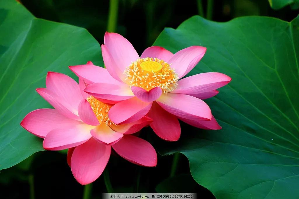 鱼荷花图片唯美高清大图,手机壁纸荷花高清唯美图片