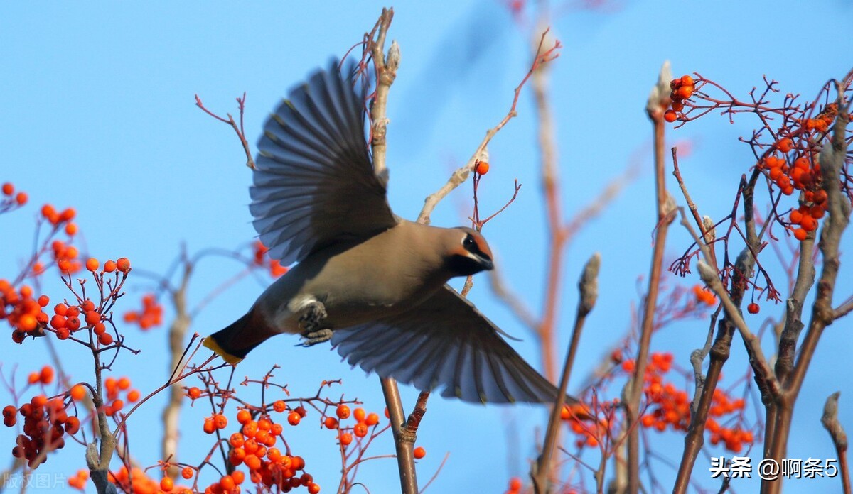 太平鸟真的好吗,太平鸟好看的新款