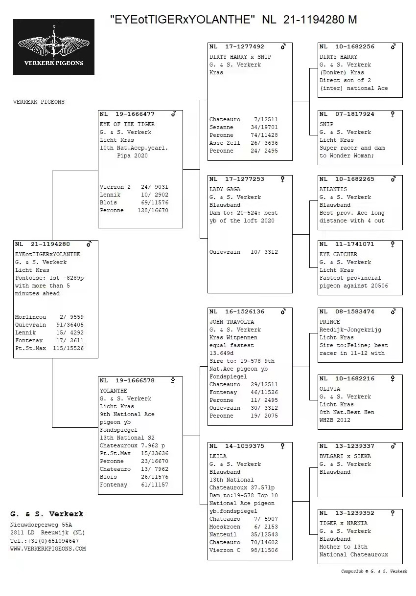 佛科克大名鸽,欧洲赛鸽重大赛事