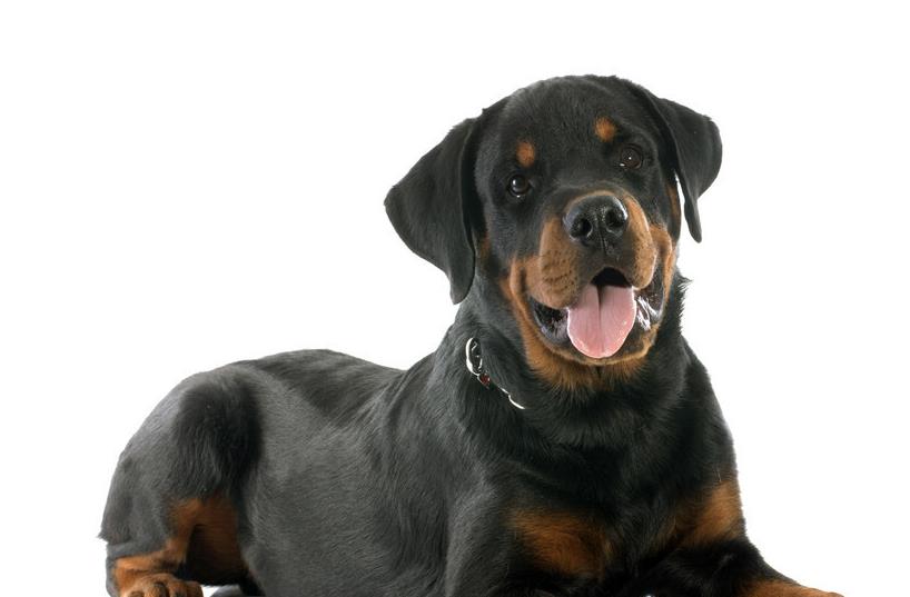 狗狗寿命最短排行榜,寿命比较长的狗狗有哪些