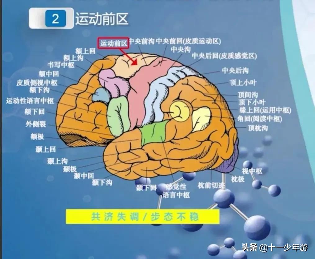 大脑的结构解剖示意图,大脑镰下疝解剖结构