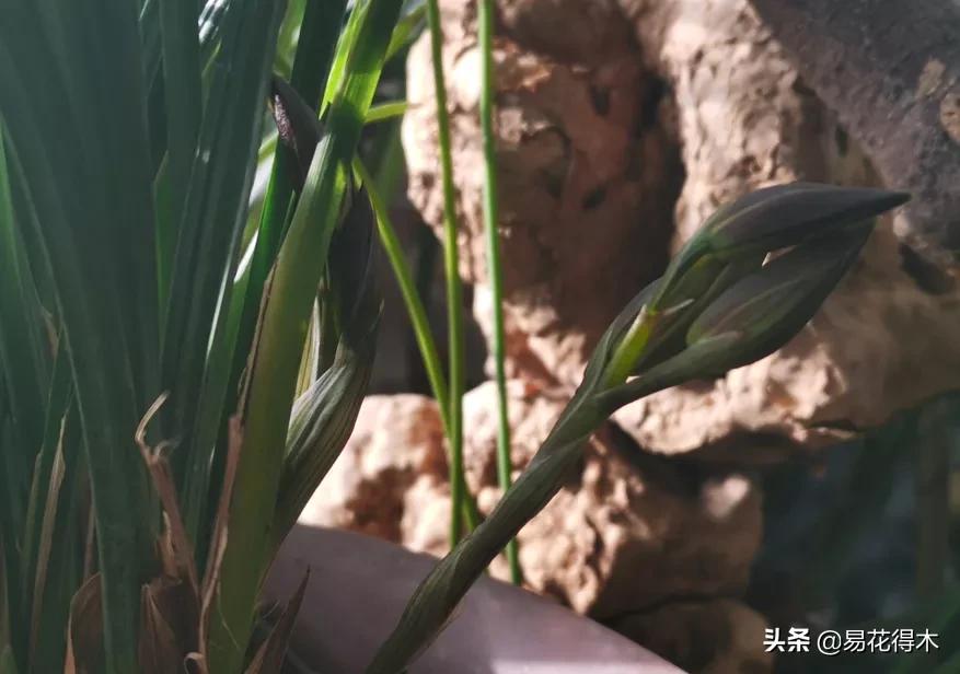 兰花上盆如何避免空根生长,兰花开始开花怎么养护好看