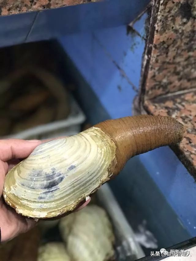 海鲜贝类品种大全及名字,22种海鲜贝类做法大全