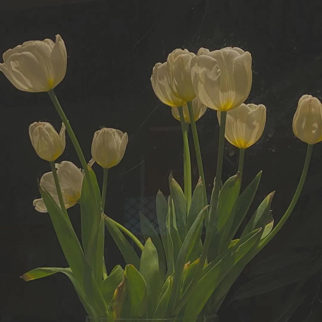 郁金香图片唯美大图,郁金香背景图粉色花海