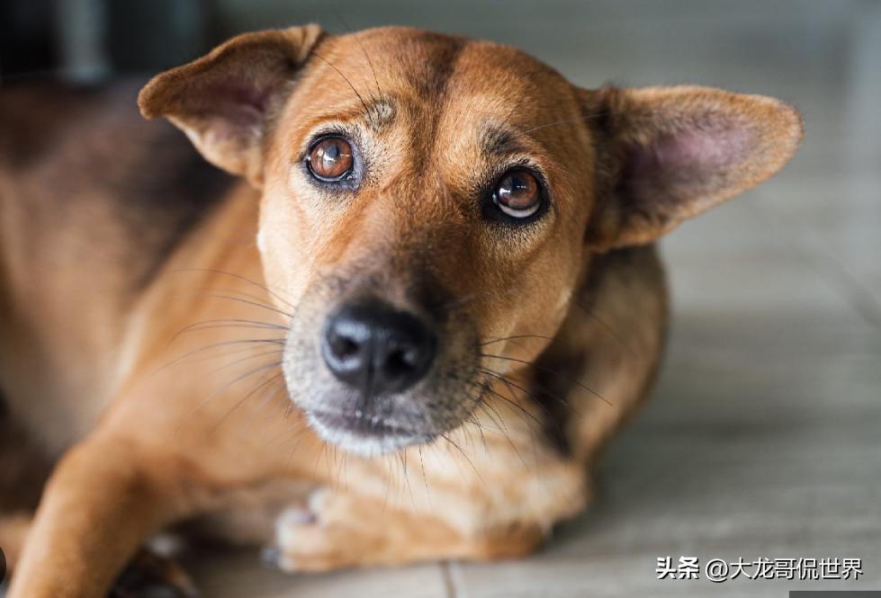 印度发生恶性案件，男子在家里强奸宠物狗，被拍下视频传上网