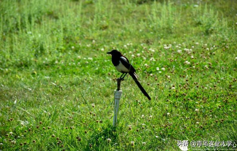 红橙黄绿青蓝紫，pick出你心中的青岛农大色彩