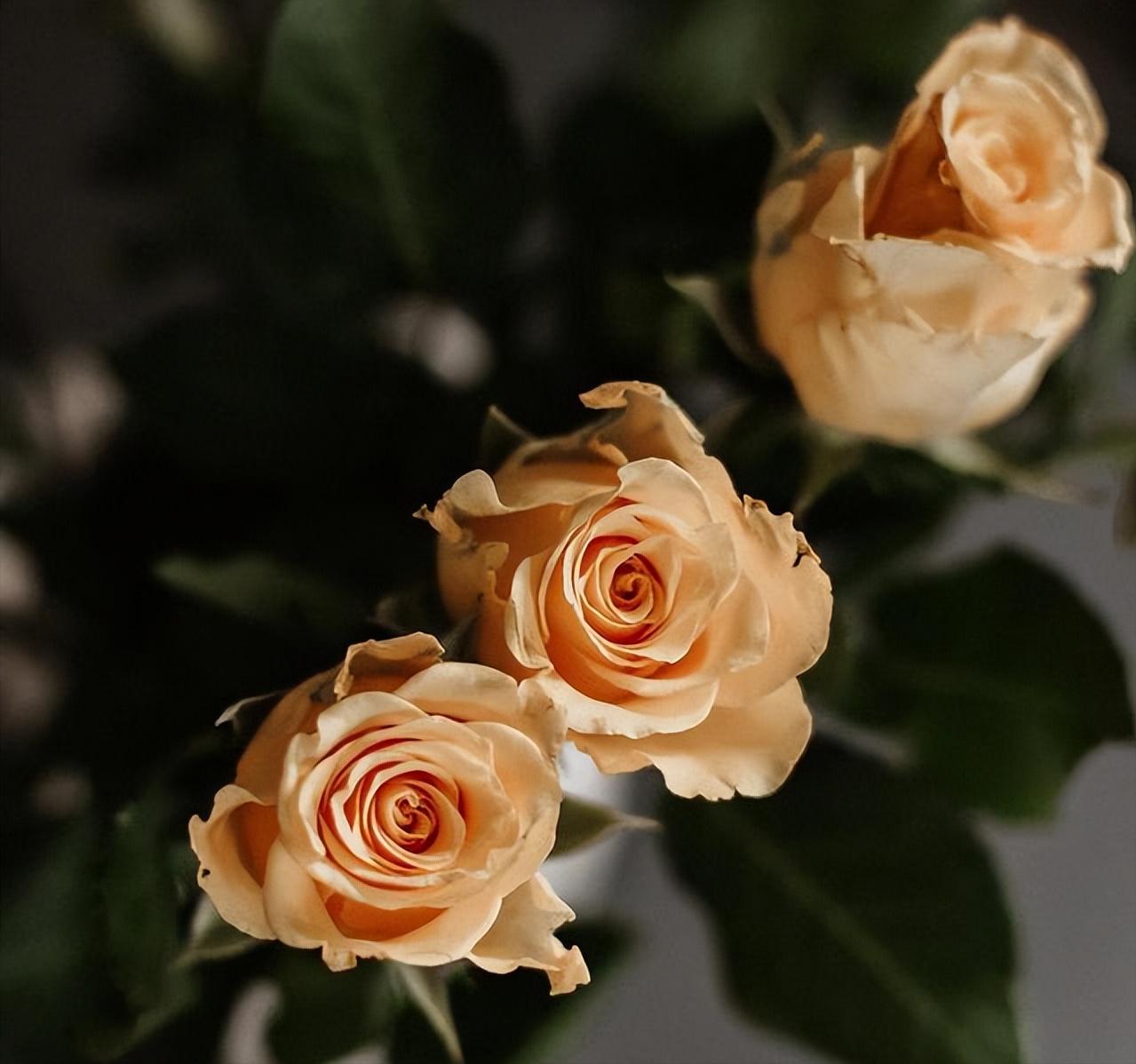 女人想你了的四句话,女人想你了有哪些暗示