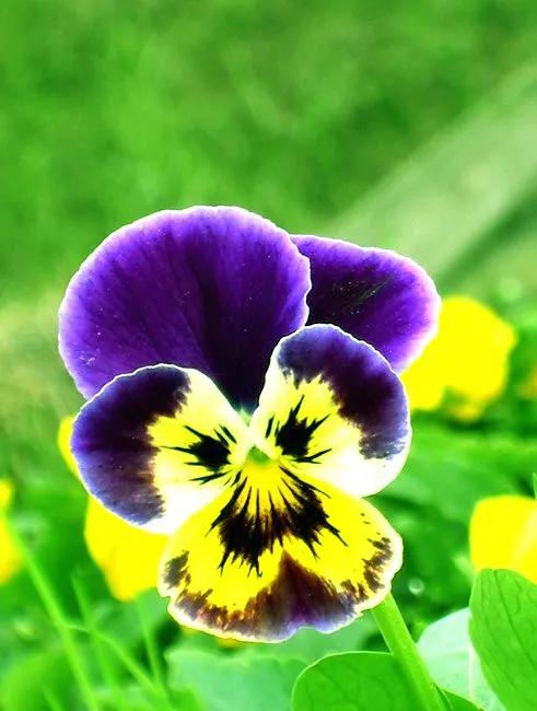 100种迷人的“数字花”,从零到一百万,真是太神奇了