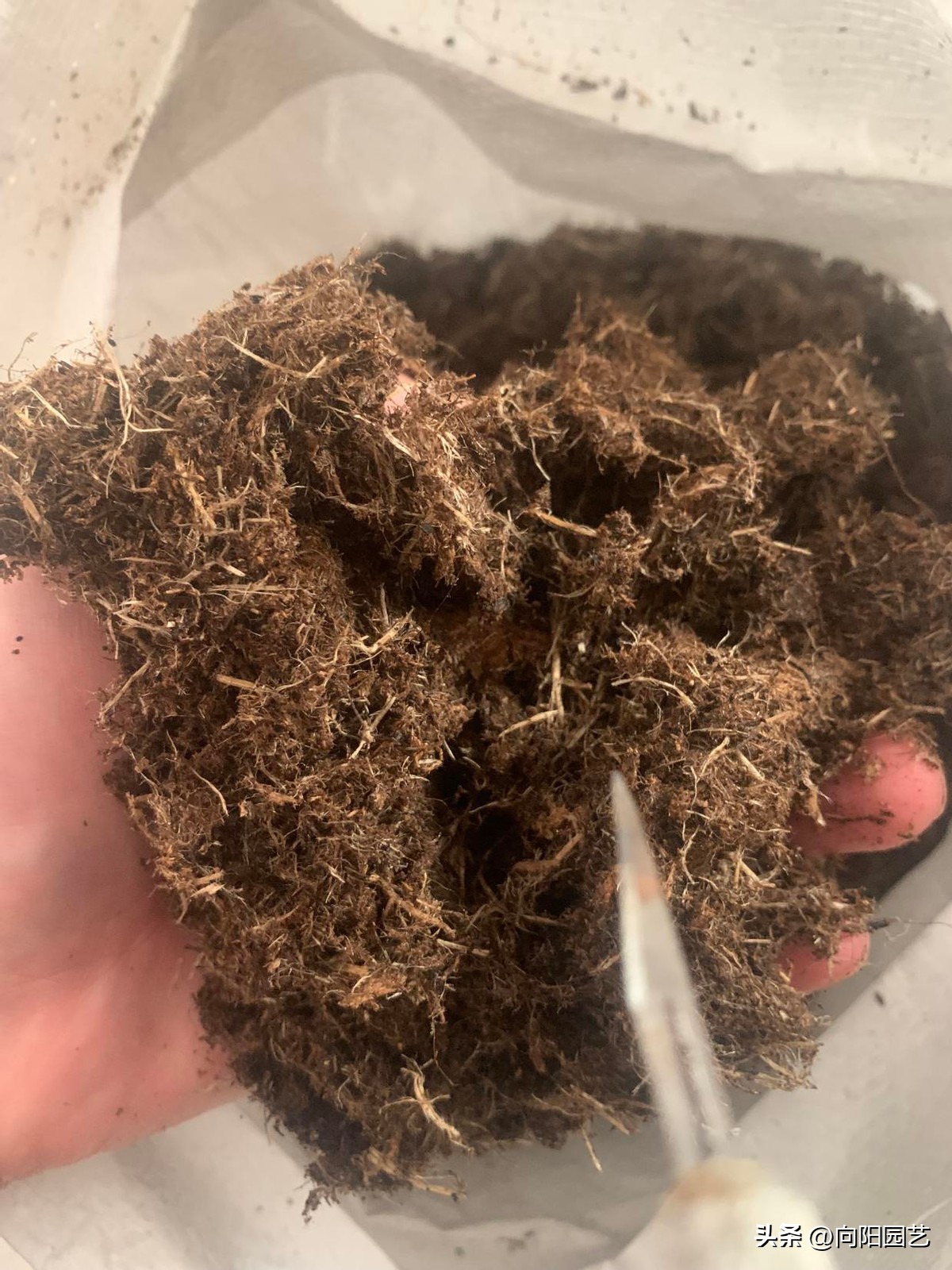 泥炭土适宜养殖生桩吗,泥炭土哪个型号适合种花