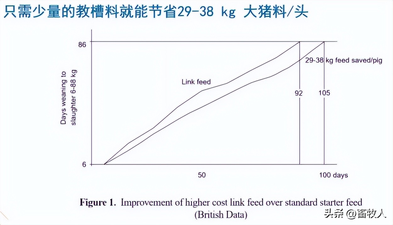 万建美博士:母仔一体化低蛋白猪料配方方案的设计与应用关键