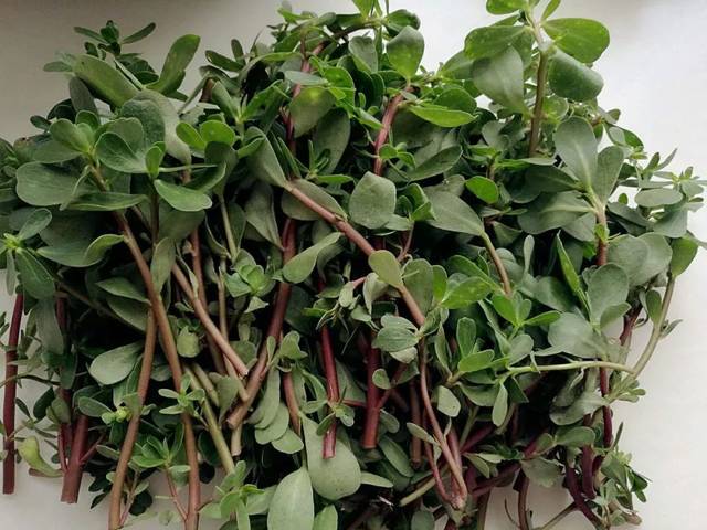 可以吃的野菜大全100种图解,教你认识100种野菜