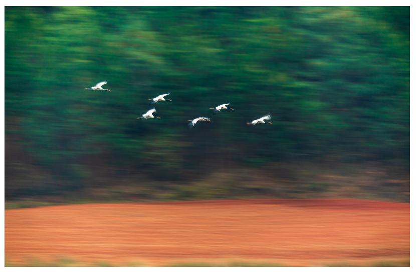 周崇光介绍,周崇光图文