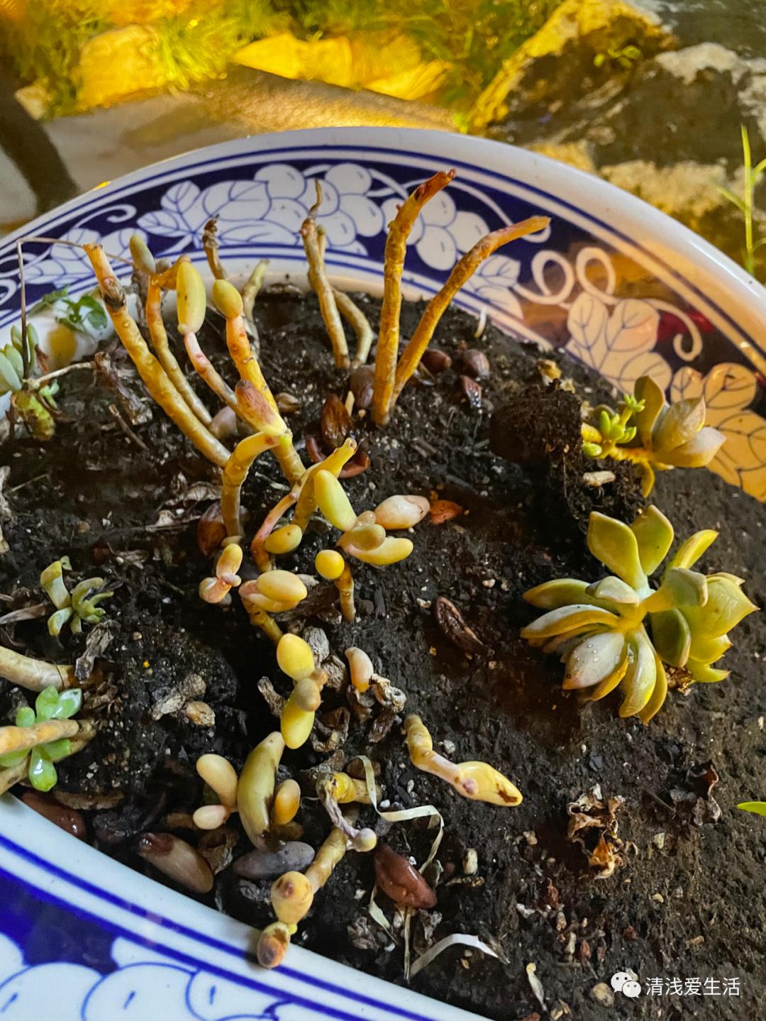 欣赏景德镇邹资良陶瓷艺术作品选,景德镇人气最旺的瓷器街